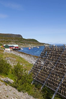 Preparation Prints: Cod drying on traditional drying racks, Nordkapp, Finnmark, Norway, Scandinavia, Europe