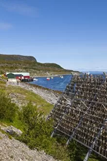Cod drying on traditional drying racks, Nordkapp, Finnmark, Norway, Scandinavia, Europe