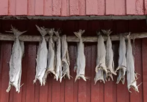 Wooden Post Gallery: Cod drying on a wooden pole in Reine, Moskenesoy, the Lofoten Islands, Norway, Europe