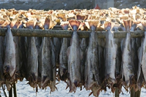 Hamnoy Prints: Cod fish drying, Hamnoy, Lofoten Islands, Arctic, Norway, Scandinavia, Europe