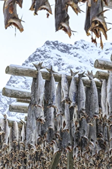 Preparation Prints: Codfish exposed to dry to the cool air and sun in the Lofoten Islands