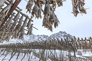 Preparation Prints: Codfish, the main product of the Lofoten Islands exposed to dry to the sun and air