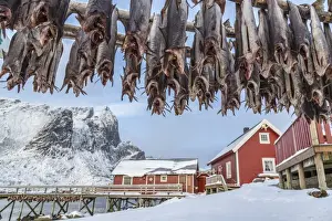 Preparation Prints: Codfish, typical product of the Lofoten Islands exported all over the world after being dried outdoors