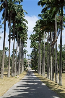 Codrington College, Barbados, West Indies, Caribbean, Central America Codrington College, Barbados, West Indies, Caribbean, Central America