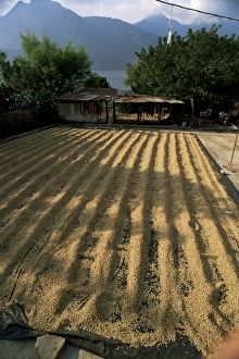 Coffee Prints: Coffee beans drying in the sun