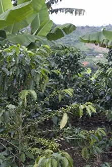Images Dated 6th February 2009: Coffee beans growing on the vine, Recuca Coffee, near Armenia, Colombia, South America