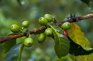 Papua New Guinea Prints: Coffee beans, Highlands, Papua New Guinea, Pacific