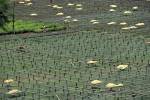 Coffee Prints: Coffee nursery
