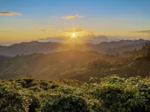 Blue Mountains Prints: Coffee Plantation at sunset, Blue Mountains, Saint Thomas Parish, Jamaica, West Indies