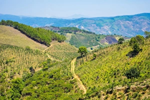 Central Highlands Prints: Coffee plantations in Central Highlands, Lam Ha District, Lam Dong Province, Vietnam