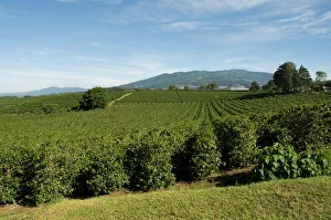 Costa Rica Gallery: Coffee plantations on the slopes of the Poas Volcano, near San Jose, Costa Rica
