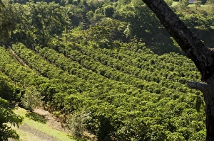 Coffee plantations on the slopes of the Poas Volcano, near San Jose, Costa Rica