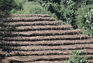 Ethiopia Prints: Coffee plants grown under shade, Bendele region, Oromo country, Ilubador state