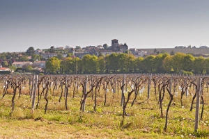 Charente Prints: Cognac vineyards near to the village of Juillac le Coq, Charente, France, Europe
