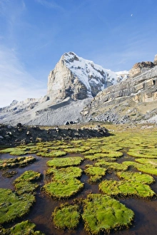 Pla Nts Prints: Cojines plants below cerro de Ritacuba, 5230m, El Cocuy National Park, Colombia