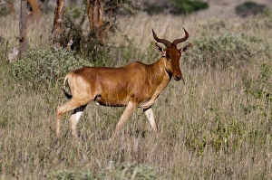 Lualenyi Prints: Cokes hartebeest (Alcelaphus buselaphus), Lualenyi Game Reserve, Kenya