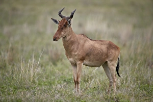 Antelope Prints: Cokes hartebeest (Alcelaphus buselaphus cokii), Ngorongoro Crater, Tanzania, East Africa