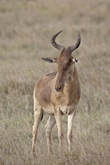 Images Dated 13th October 2007: Cokes hartebeest (Alcelaphus buselaphus cokii), Masai Mara National Reserve