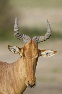Images Dated 16th February 2007: Cokes hartebeest (Alcelaphus buselaphus cokii), Serengeti National Park