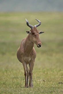 Cokes hartebeest (Alcelaphus buselaphus cokii), Ngorongoro Crater, Tanzania, East Africa, Africa