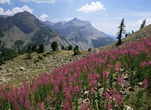 Col de la Cayolle, near Barcelonnette, Hautes-Alpes, Provence, France, Europe