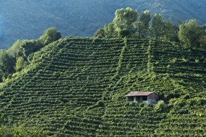 Colbertaldo, Valdobbiadene, Veneto, Italy, Europe