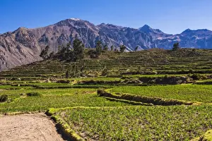 Colca Canyon pre-Inca terraces and farmland at Cabanaconde, Peru, South America