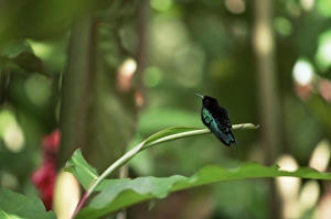 Martinique Prints: Colibri humming bird