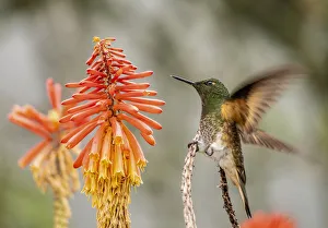 Colibri Hummingbird, La Montana, Salento, Quindio Department, Colombia