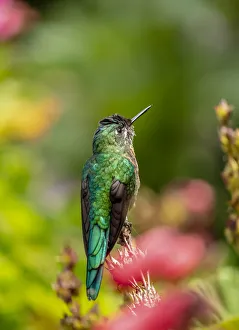 Colibri Hummingbird, La Montana, Salento, Quindio Department, Colombia
