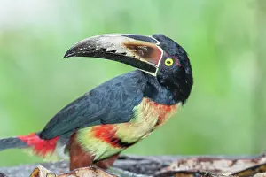 Avifauna Prints: Collared Aracari (Pteroglossus torquatus), Costa Rica, Central America