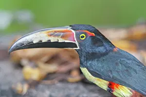 Rica Prints: Collared Aracari (Pteroglossus torquatus), Costa Rica, Central America