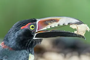 Rica Prints: Collared Aracari (Pteroglossus torquatus) eating, Sarapiqui, Costa Rica, Central America
