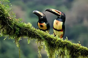 Beaks Prints: Two Collared aracari (Pteroglossus torquatus) sitting on a mossy branch, Costa Rica