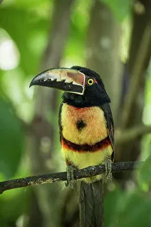 Sarapiqui Prints: Collared Aracari Toucan (Pteroglossus torquatus), Sarapiqui, Costa Rica, Central America