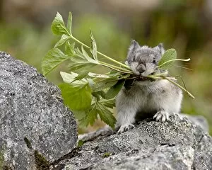 Images Dated 2nd May 2009: Collared Pika (Ochotona collaris) taking food to a cache, Hatcher Pass