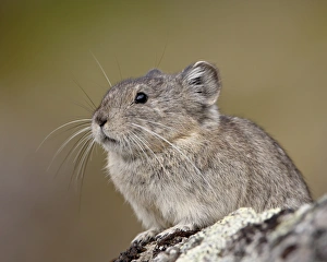 Alaska Prints: Collared pika (Ochotona collaris), Hatcher Pass, Alaska, United States of America