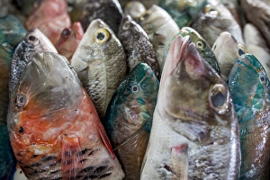 Sabah Prints: A collection of fish for sale in Kudat fish market