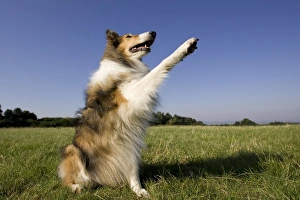 Domesticated Prints: Collie, (Canidae)