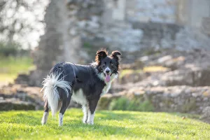 Canine Prints: Collie standing in the afternoon sunlight, United Kingdom, Europe