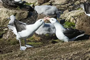 Nurture Prints: Colony of black-browed albatross mother feeding a chick (Thalassarche melanophris)