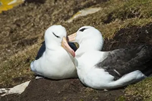 Albatross Prints: Colony of black-browed albatross (Thalassarche melanophris), Saunders Island, Falklands