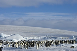 Colony of emperor penguins (Aptenodytes forsteri), Snow Hill Island, Weddell Sea