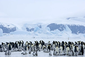 Colony of emperor penguins (Aptenodytes forsteri), Snow Hill Island, Weddell Sea