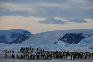 Colony of Emperor penguins (Aptenodytes forsteri), Snow Hill Island, Weddell Sea