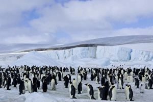 Colony of Emperor penguins (Aptenodytes forsteri), Snow Hill Island, Weddell Sea