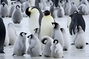 Colony of Emperor penguins (Aptenodytes forsteri) and chicks, Snow Hill Island
