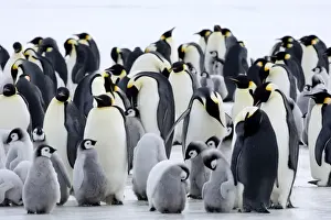Colony of Emperor penguins (Aptenodytes forsteri) and chicks, Snow Hill Island