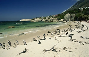 Colonies Prints: Colony of jackass penguins, Boulders Beach, near Simons Town, False Bay