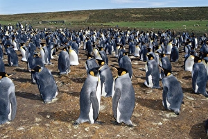 Large Group Of Animals Prints: Colony of king penguins (Aptenodytes patagonicus), Volunteer Point, East Falkland